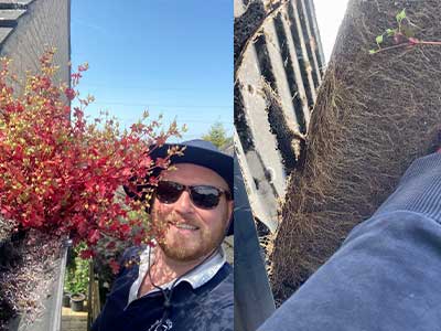 A bush with a very dense root structure is removed from a gutter