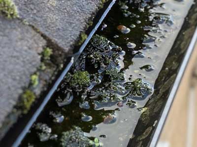 Gutter full of moss