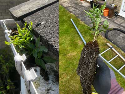 A small plant growing in a downspout is removed 