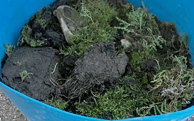Gutter debris in a bucket