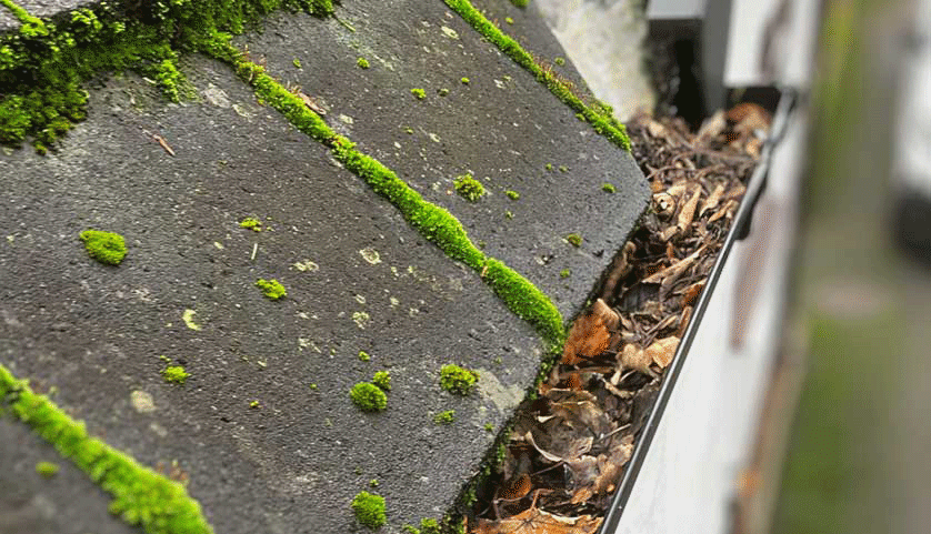 Gutters filled with leaves